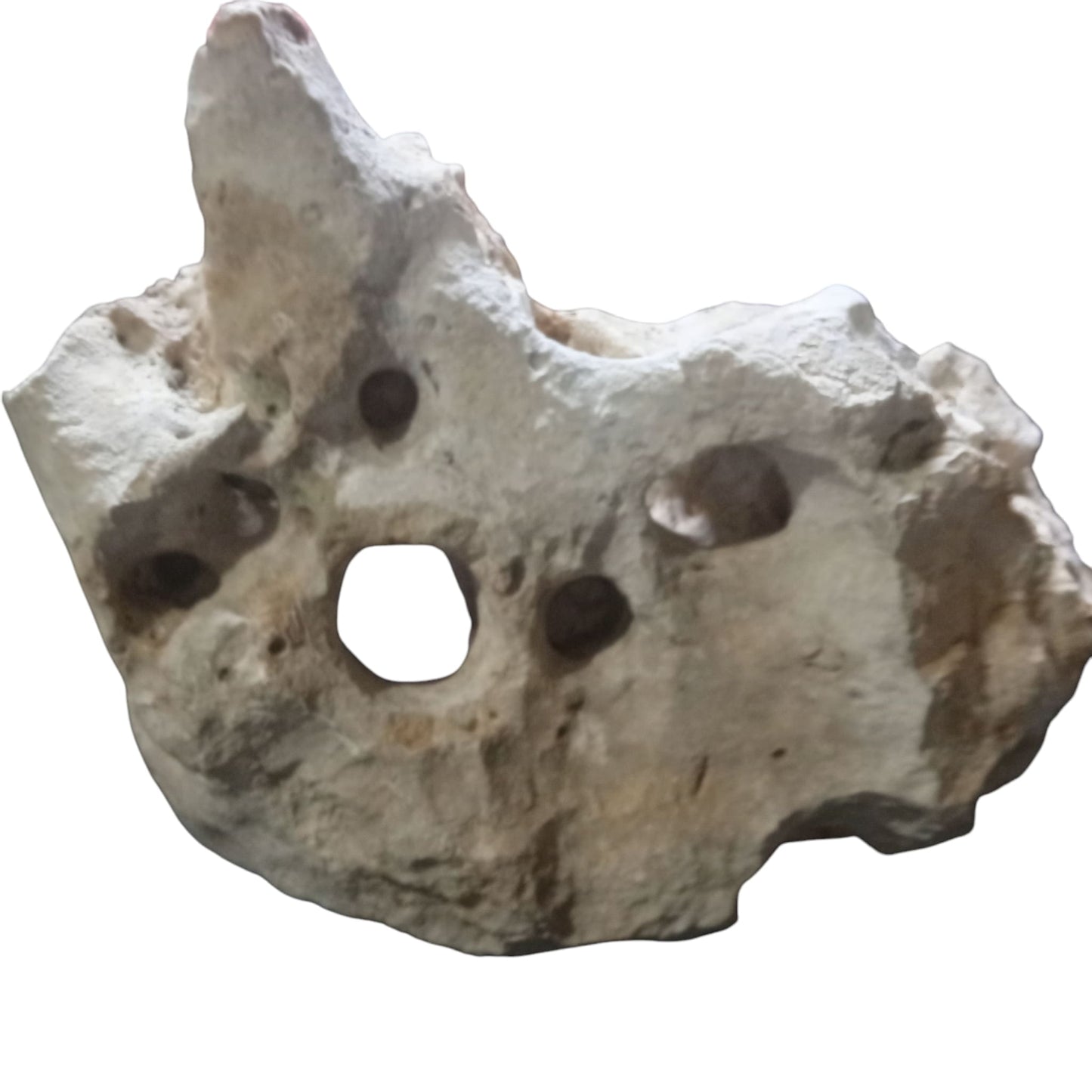 The fourth view of the Limestone Rock on display