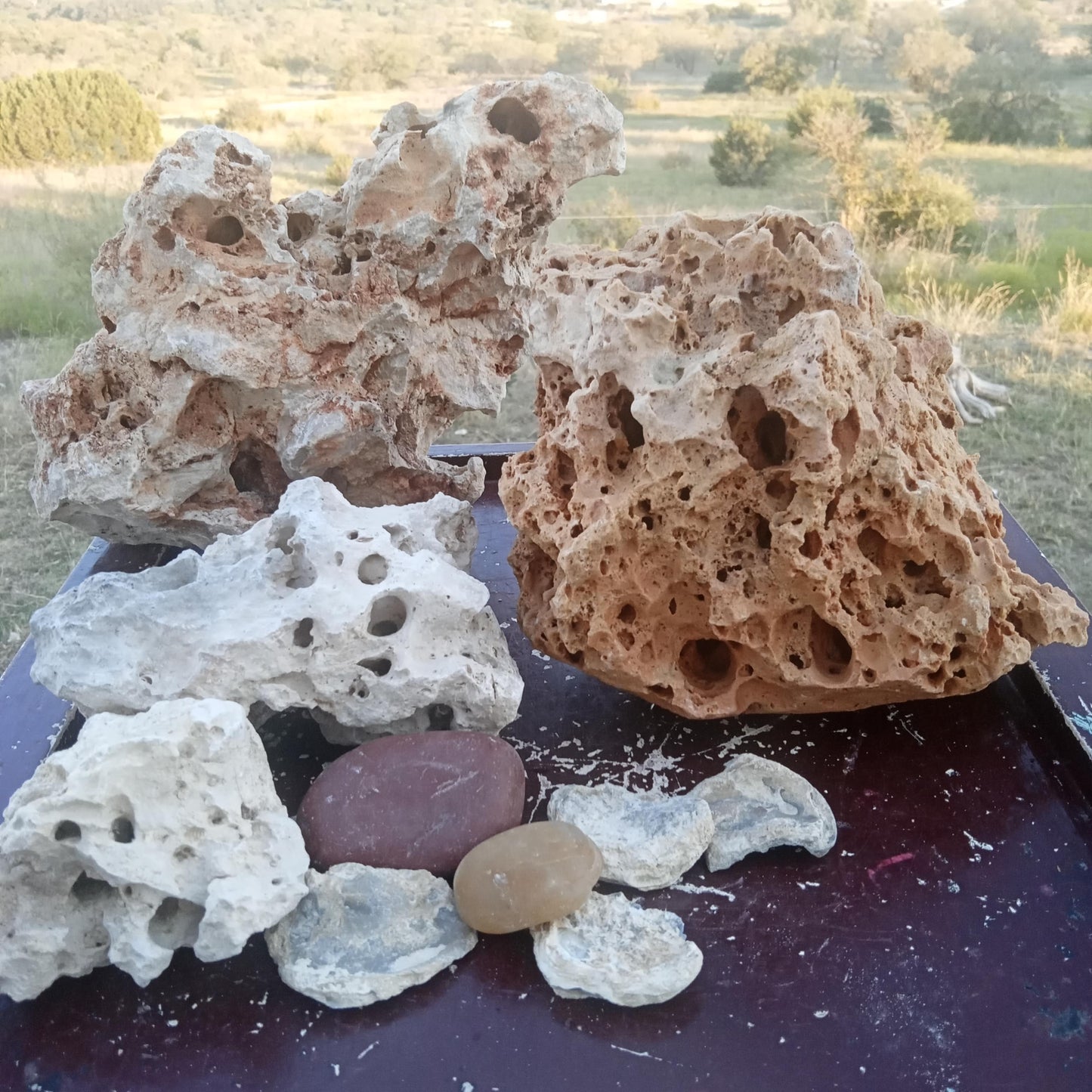 A group of Texas Holey Rocks outdoors on a table being displayed