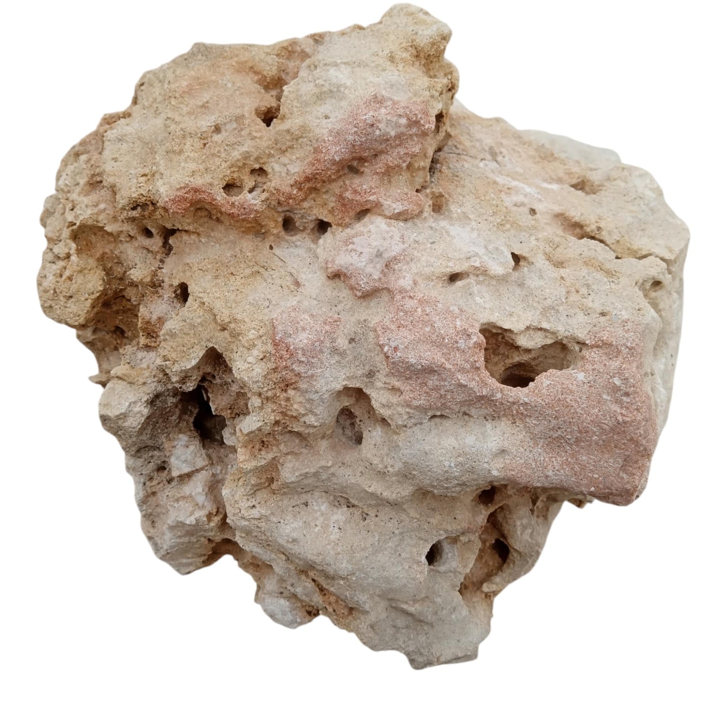 A clam shaped rock to decorate an Aquarium on display