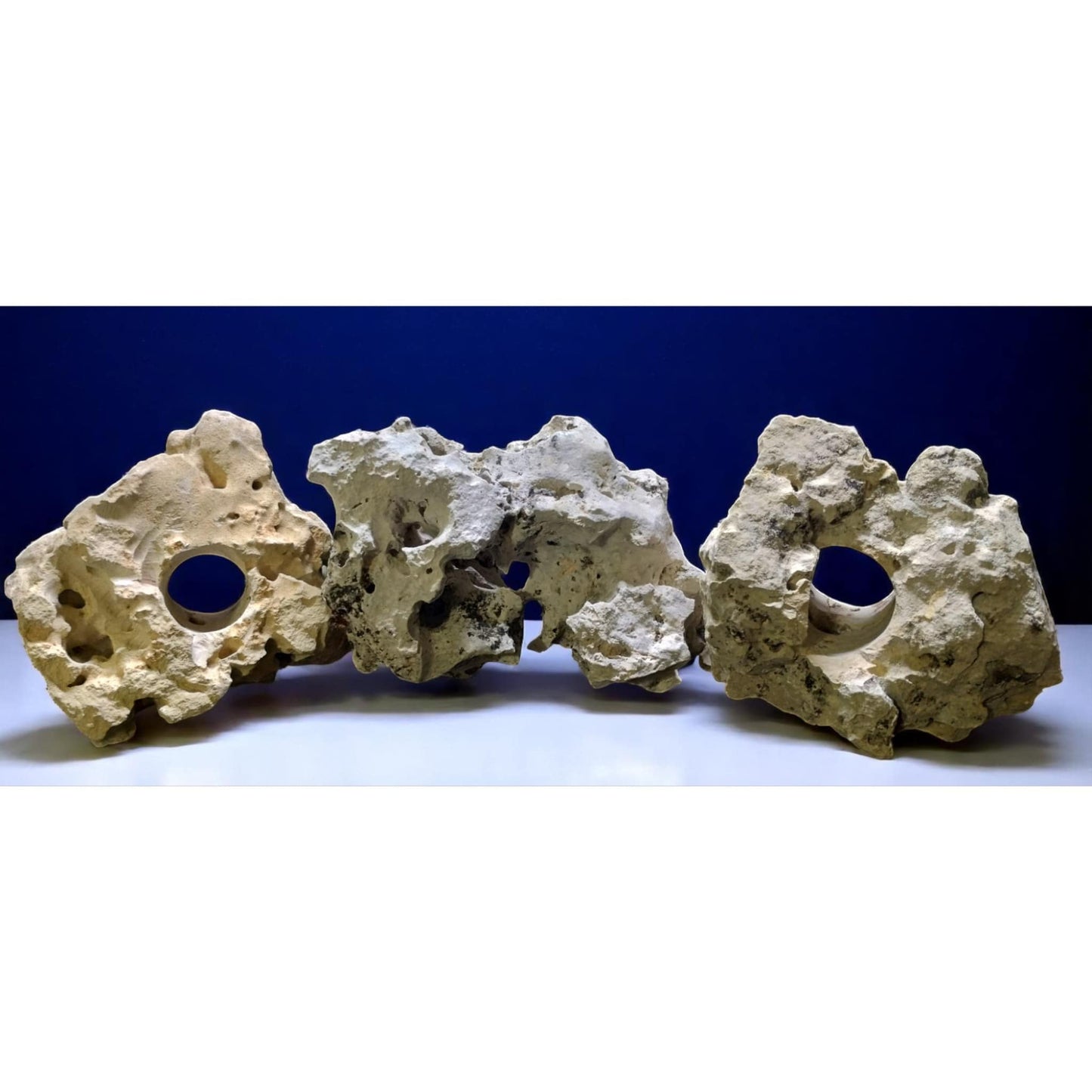 Three Limestone Holey Rocks on display