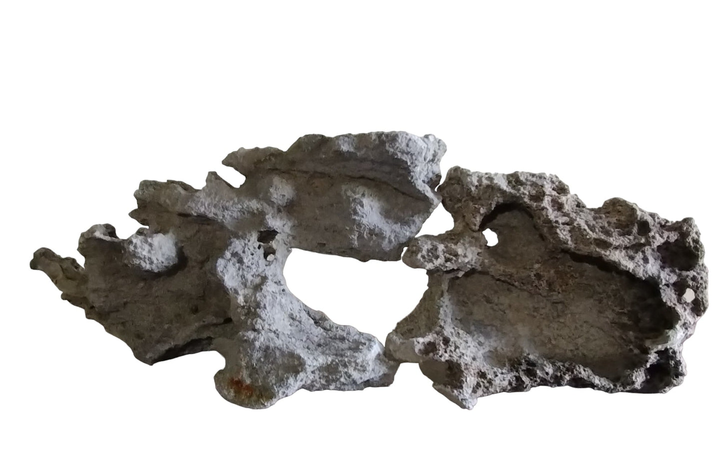 Two pieces of Lace Rock for Aquariums on display