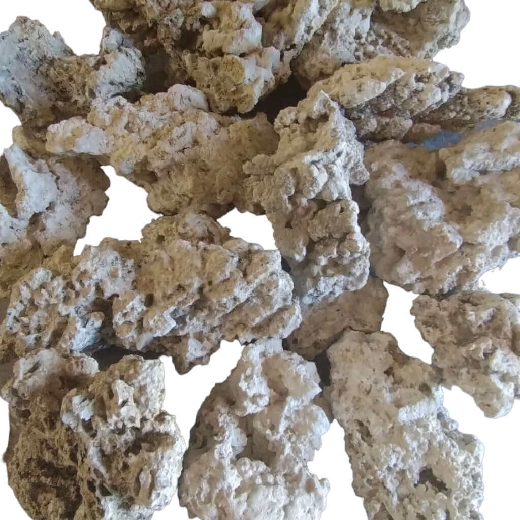 Display of medium size Dry Reef Rock