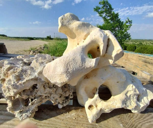 Texas Holey Rock for Cichlid Fish on Display