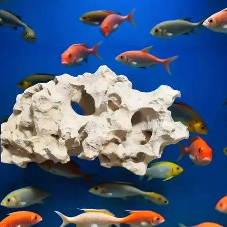 A bunch of Cichlid fish swimming around a rock.