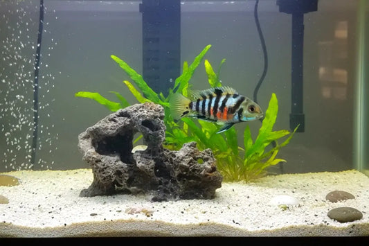 An image of a black and gray Cichlid fish in an aquarium with grayish-blue rocks.
