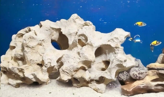 Texas Holey Rock inside a fish Aquarium