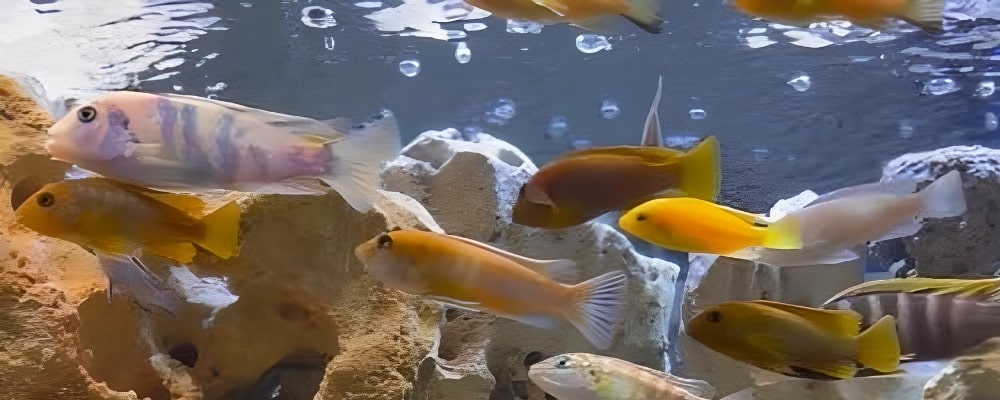 A view into a live African Cichlid Aquarium.