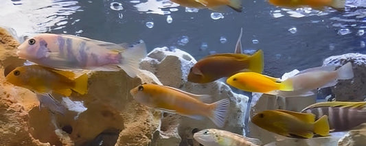 A view into a live African Cichlid Aquarium.