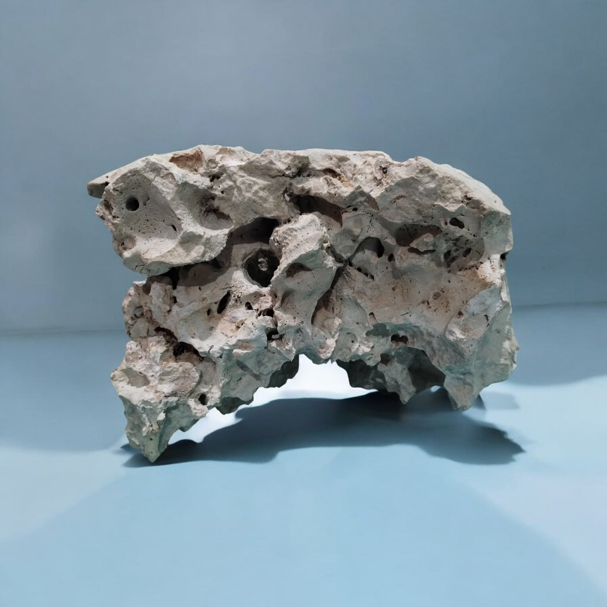 A large 15" Texas Holey Rock on display