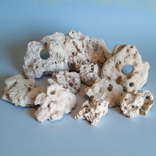 A group of white Limestone Holey rocks displayed on a blue background
