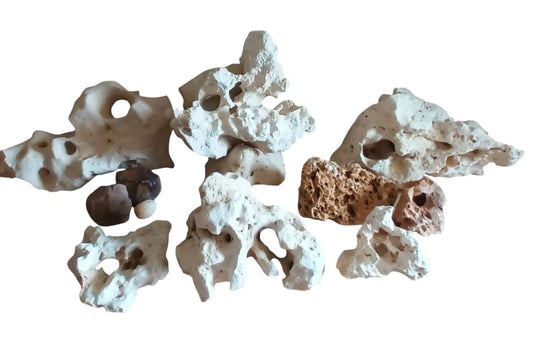 Assorted pieces of  Texas Holey Rock and coral on a white background background