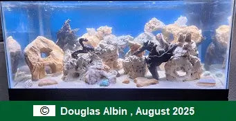 Aquarium with rocks and coral, dated August 2025