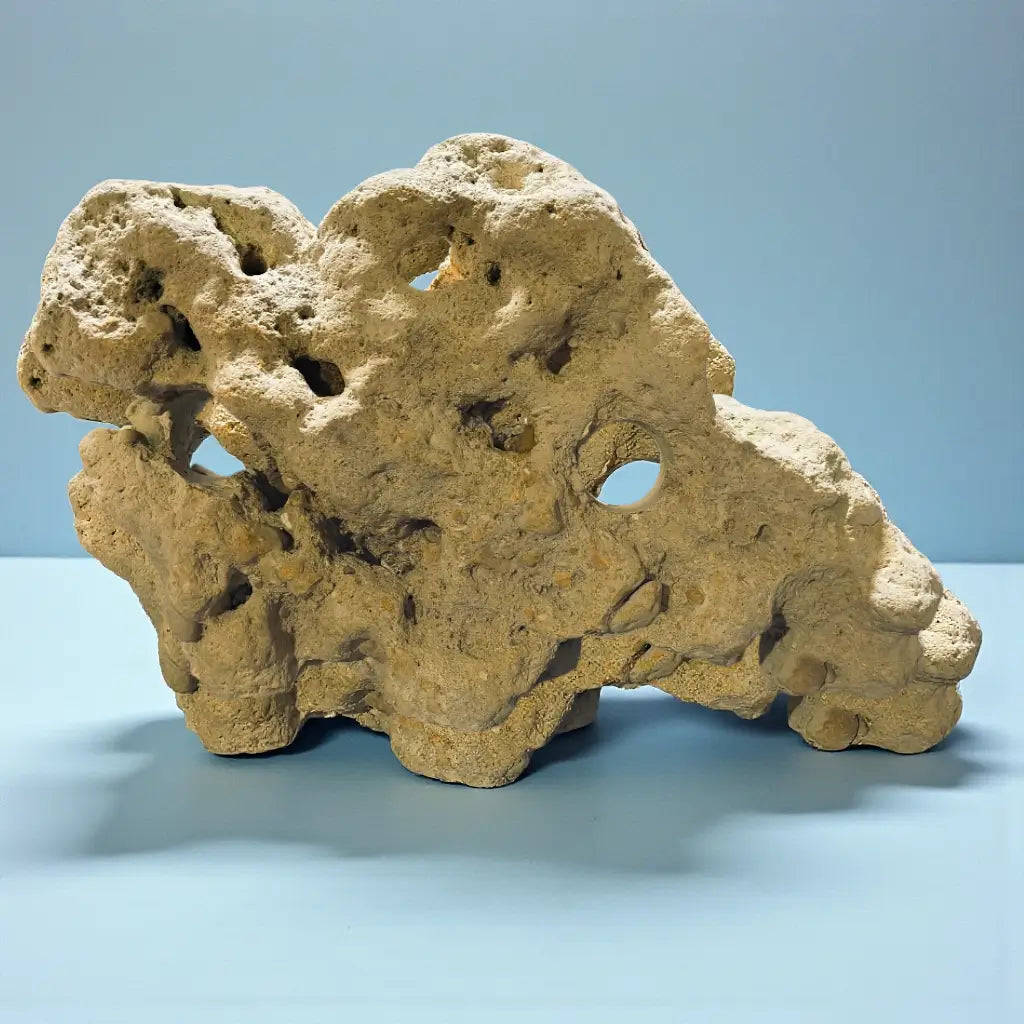 Large piece of natural limestone rock with holes on a light blue background.
