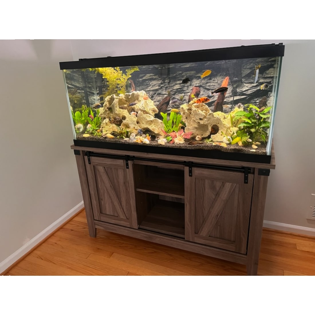 A 75 gallon Cichlid fish tank setup