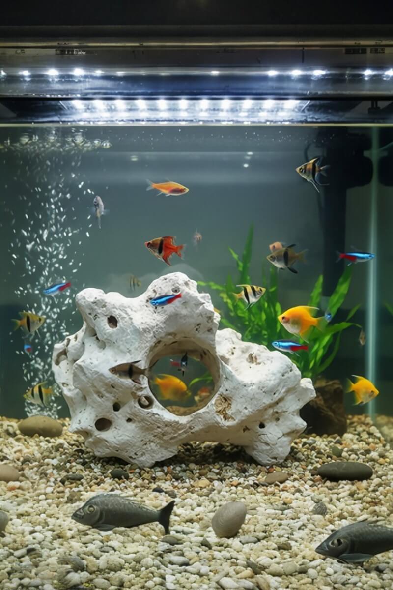 A picture of a freshwater fish tank community.