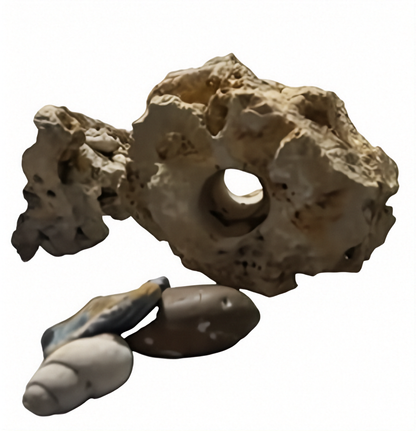 Decorative Texas Holey Rock with small accent rocks and a fossil shell, all lying together as a group.