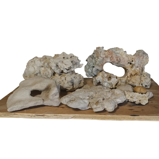 Limestone Holey Rock formation on a wooden base with a white background 