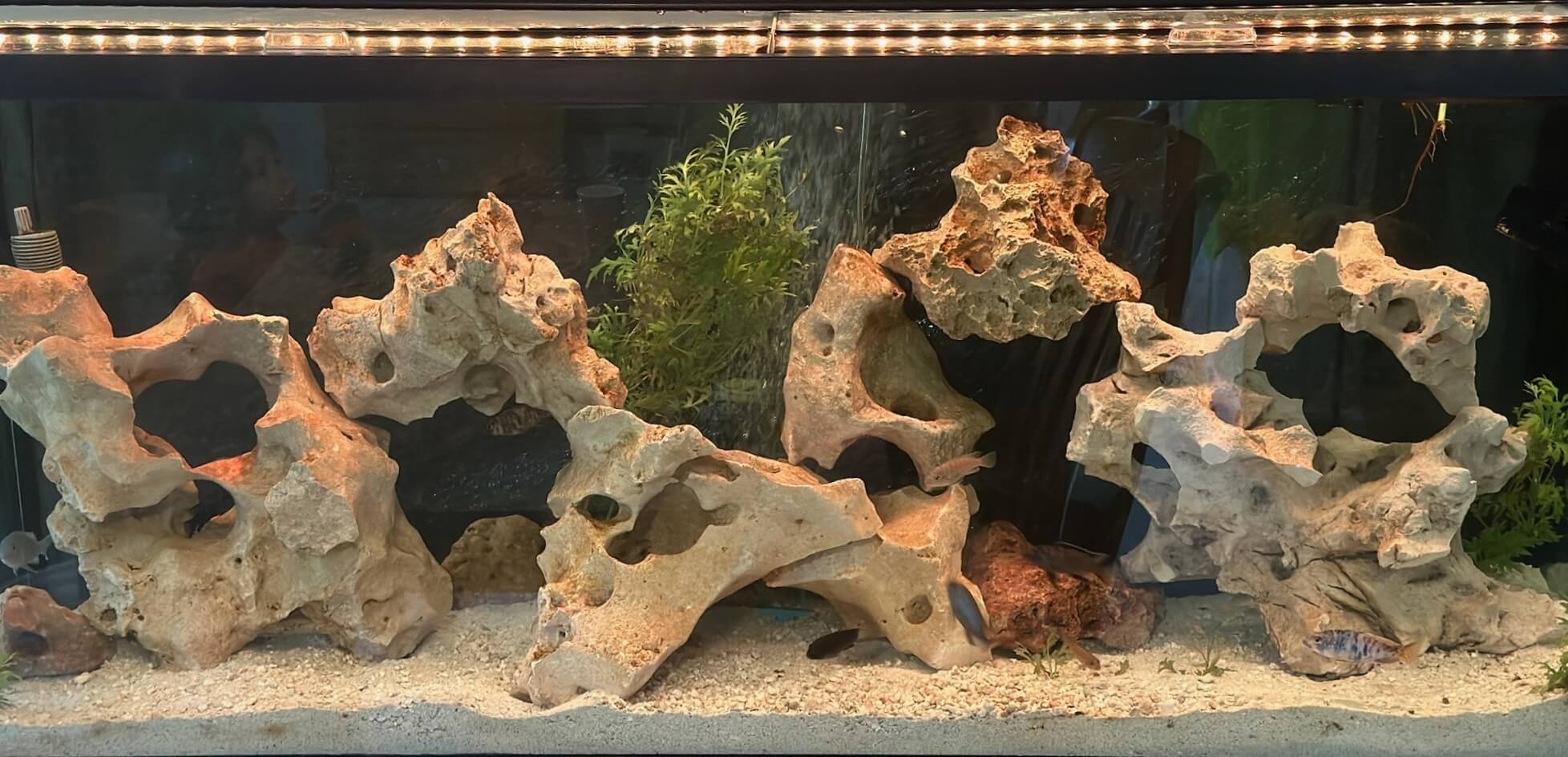 A fish aquarium with a rock formation and cichlids swimming around.