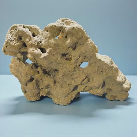 An animated photo of a large piece of limestone holey rock for an aquarium on a blue background.