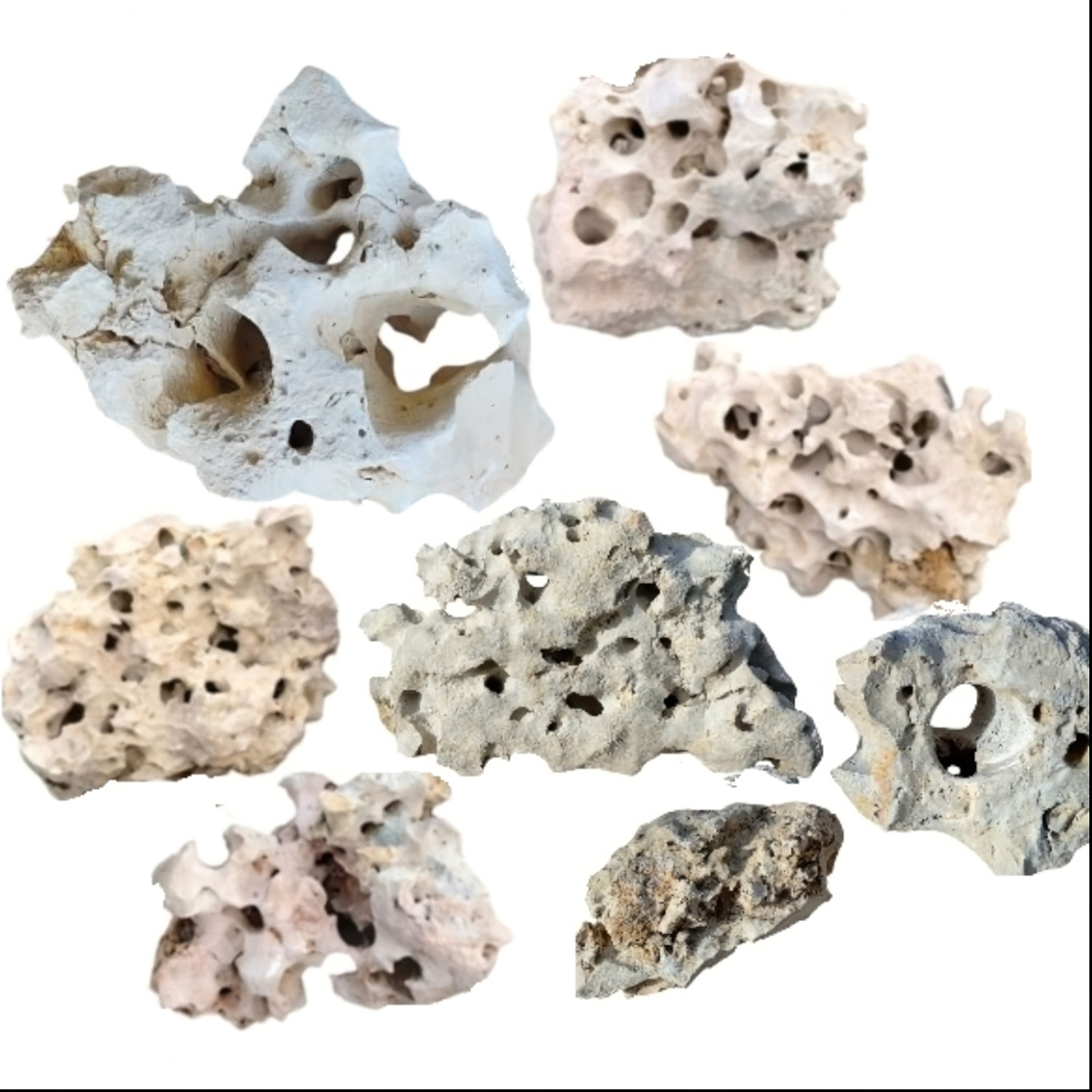 A collection of Texas Holey Rocks on a white background.