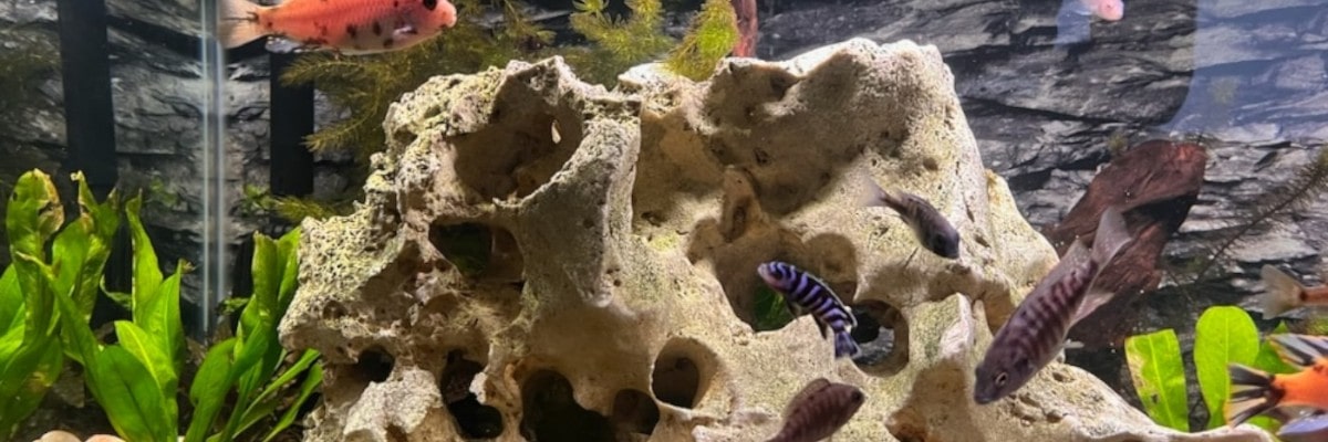 A fish tank decorated with Texas Holey Rock