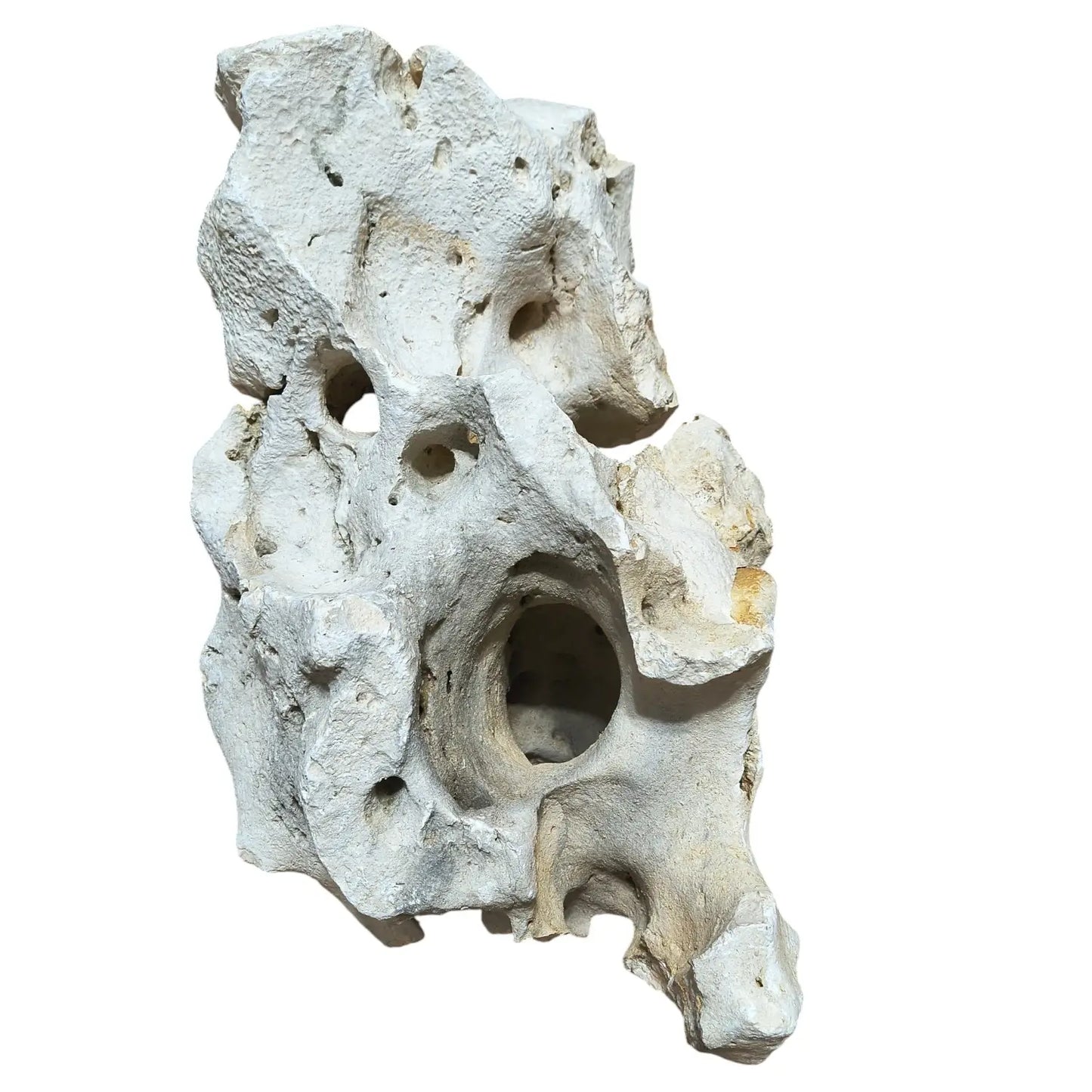 Decorative piece of white coral or rock on a white background