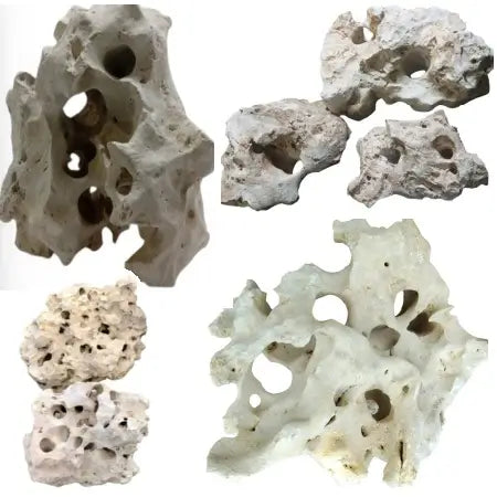 A variety of Texas Holey Rocks on a white background.