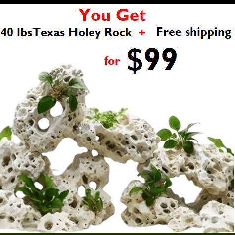 Texas Holey Rock with plants on a white background, promotional text overlay.