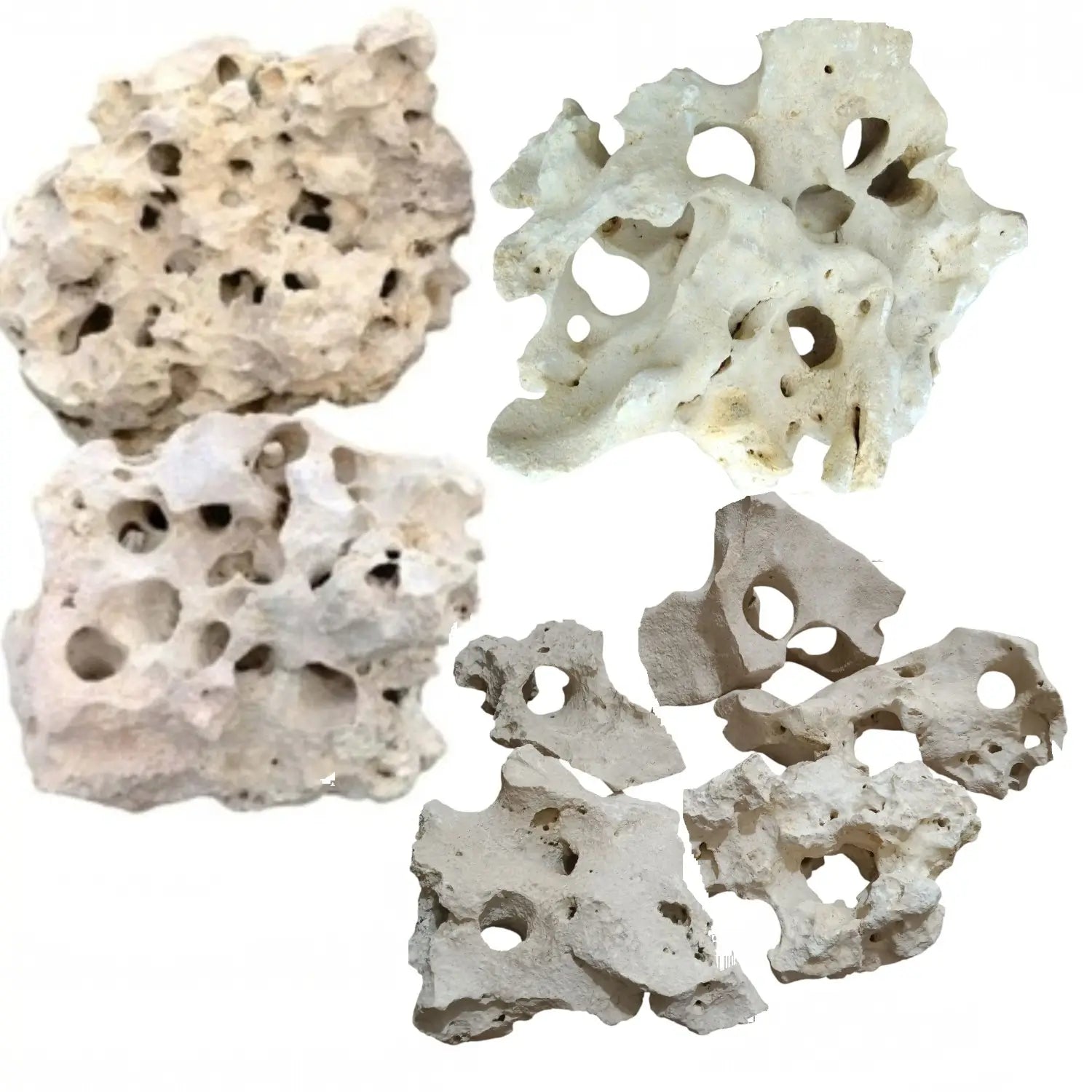 Texas Holey Rocks laying on a white background