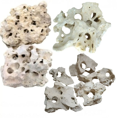Texas Holey Rocks laying on a white background